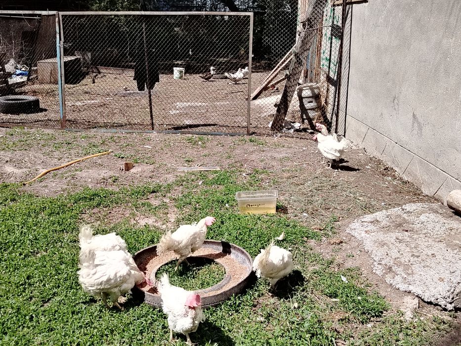 Несушки логорон курицы