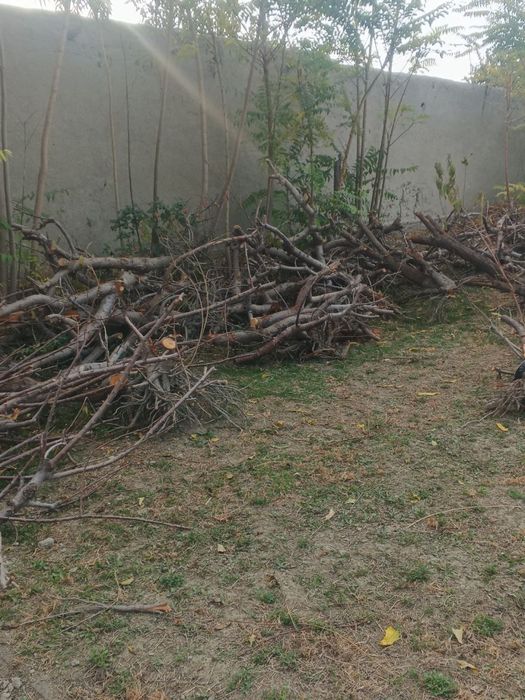 O’tin sotiladi kattalarixam bor