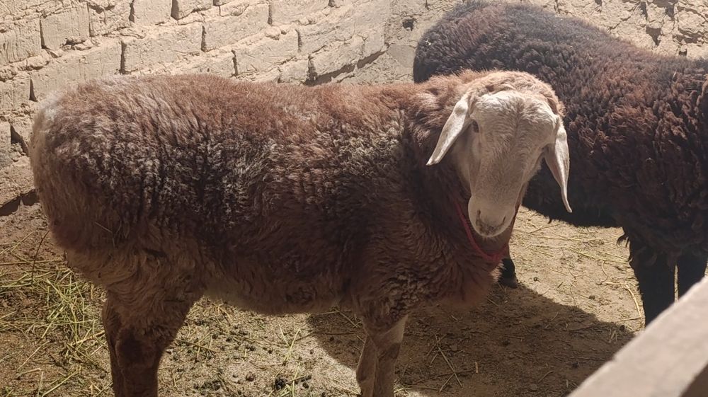 Кошкарлар сатылады