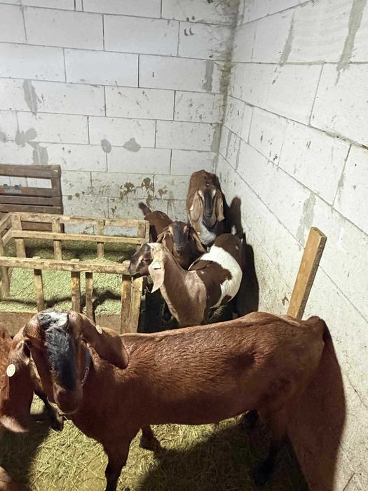 Anglo Nubiene cu pedegree urgent!