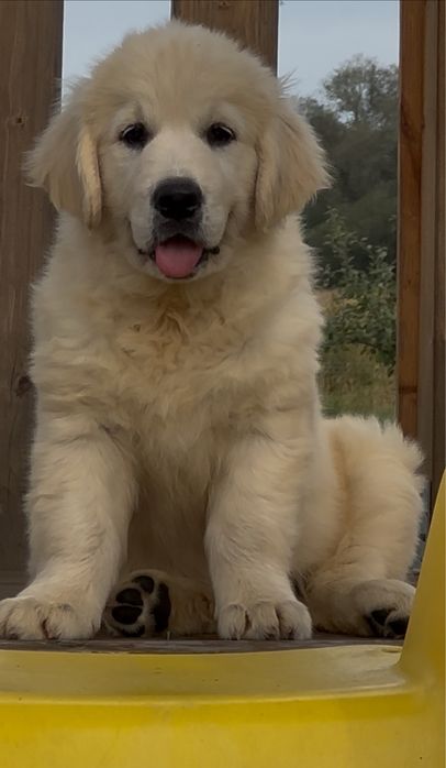 Femela golden retriever cu pedigree