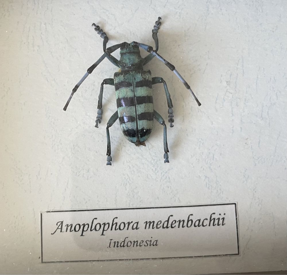 Жук Anoplophora medenbachit Индонезия