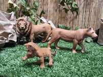 Figurina leu Schleich, familie de 3 figurine lei