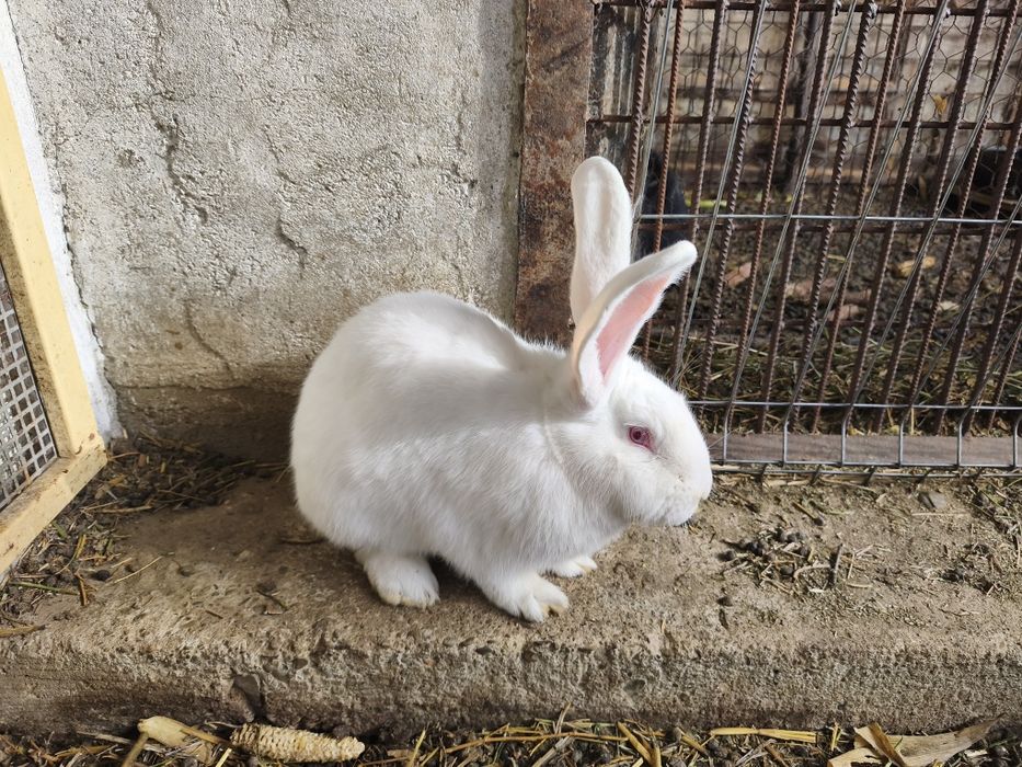 Iepuri  uriaș german