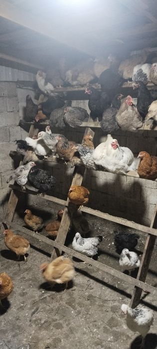 Үй тауықтары ауру сырқаусыз