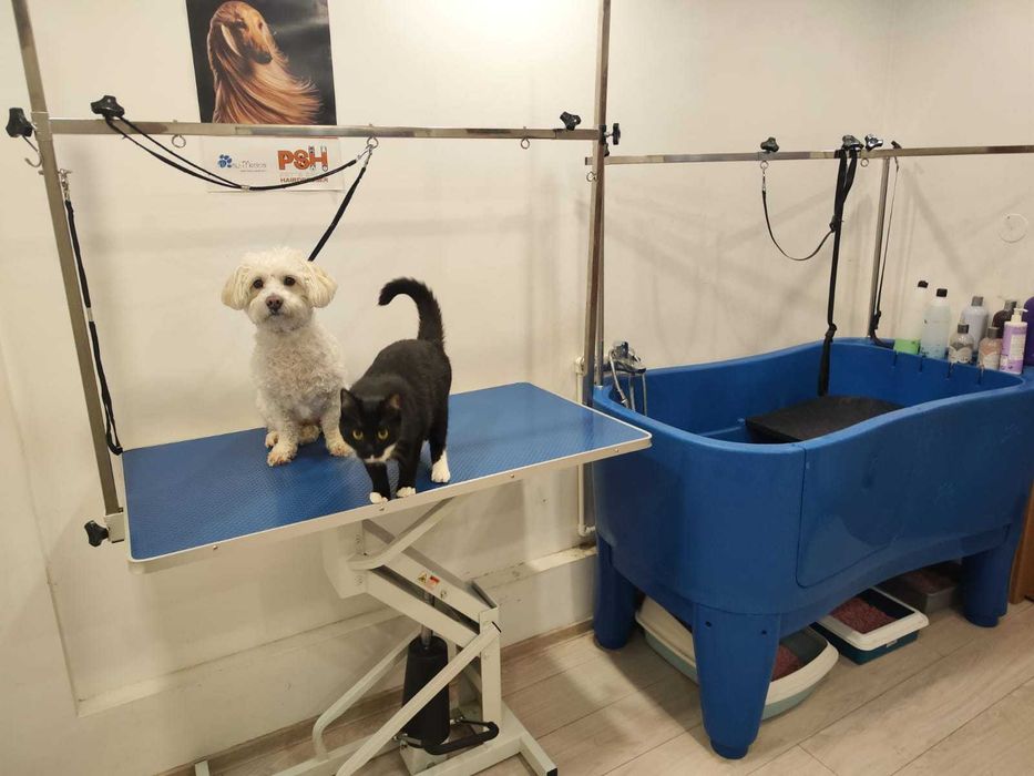 Afacere la cheie cabinet veterinar Brasov concept unic in Romania