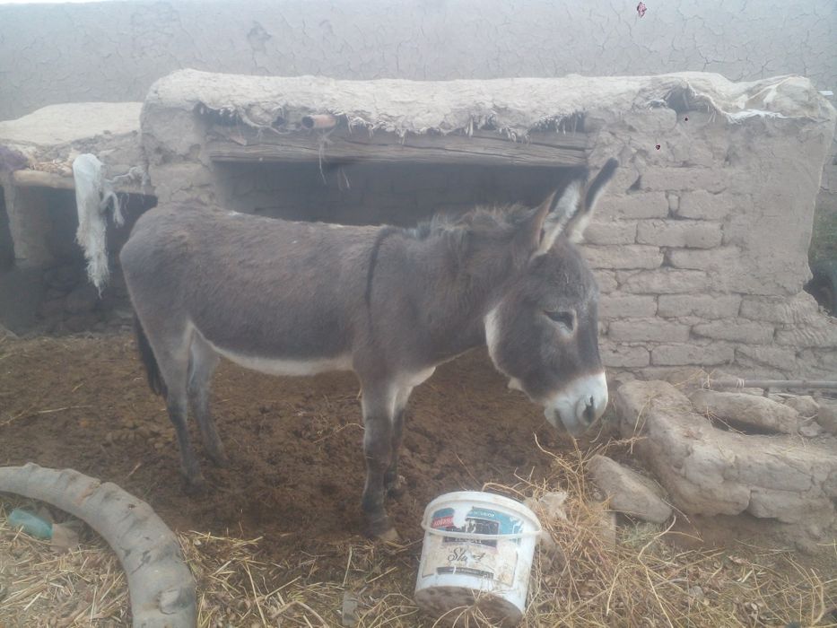 Yahshi eshak yuvosh baquvvat