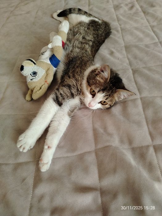 Котик Мурзик ок. 5 мес. В любящую, ответственную семью.