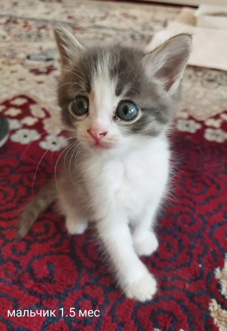 Котики кошечки ждут любящих хозяев