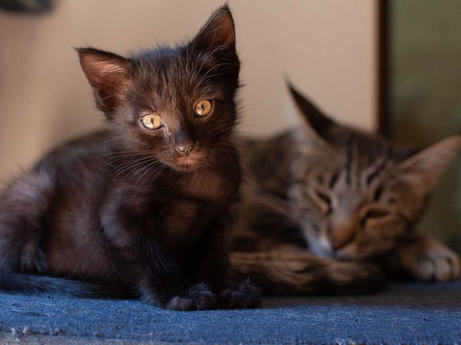 Котенок (мальчик) в хорошие руки