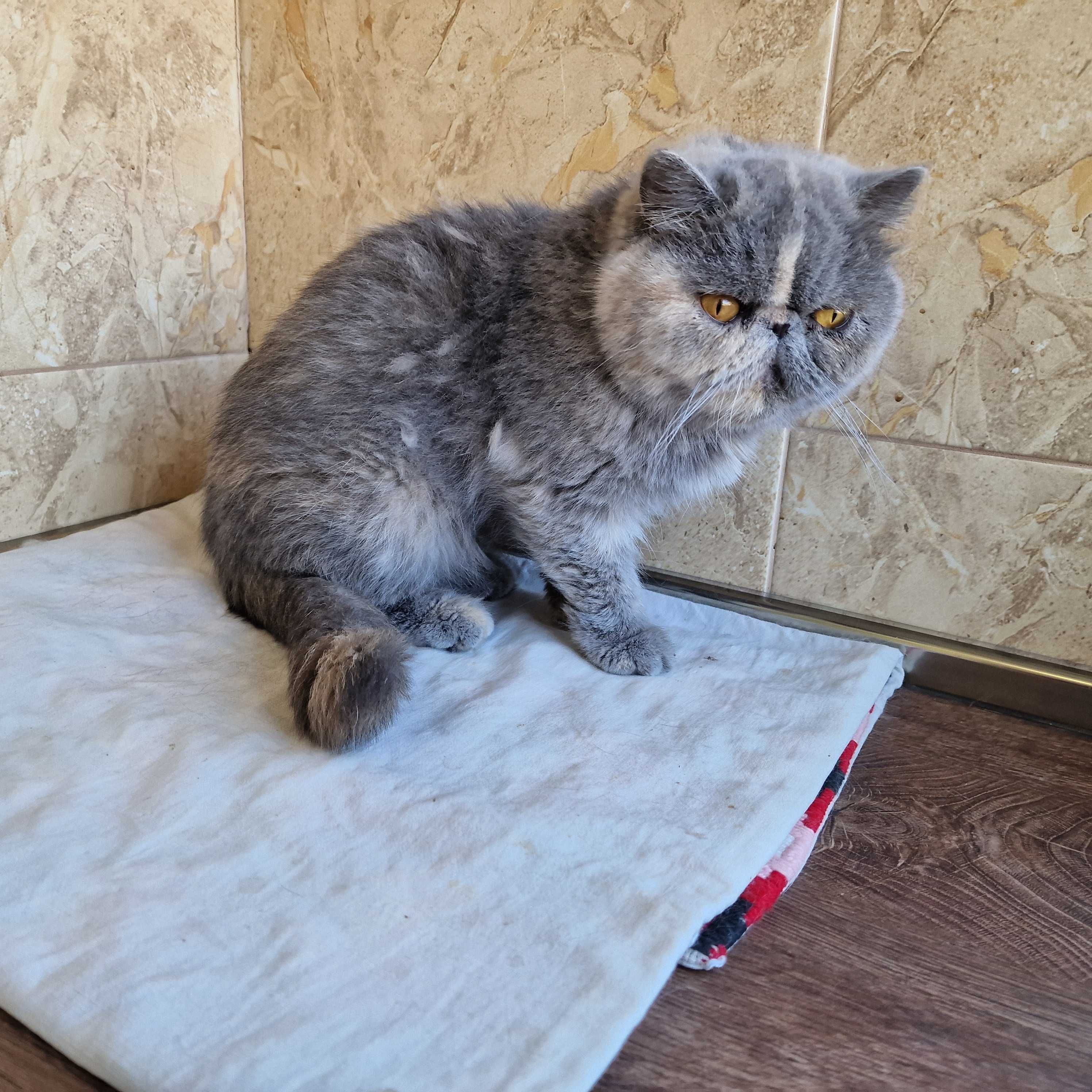 Женска екзотична котка на 4 години.