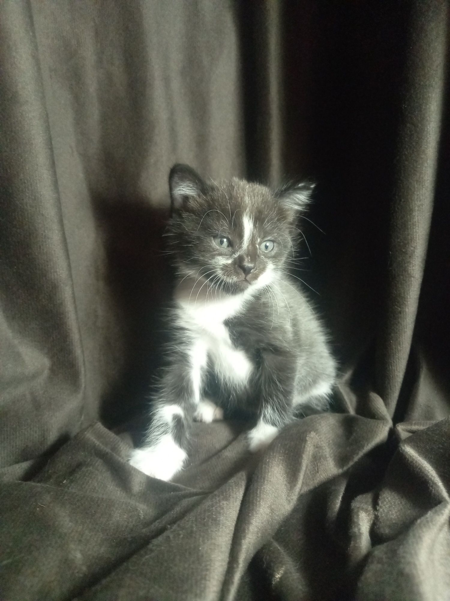 Продаются котёнок