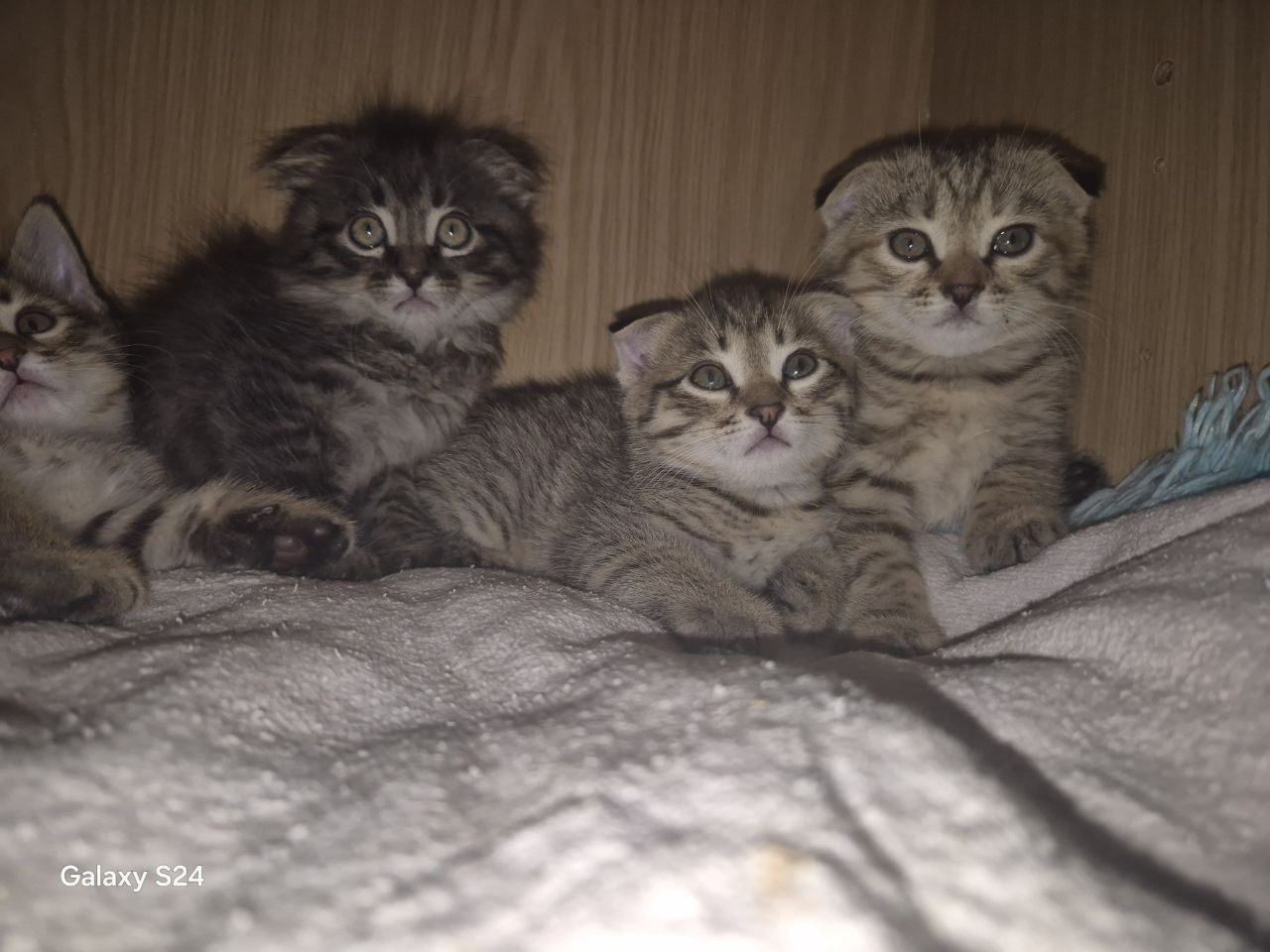 Продаются котята