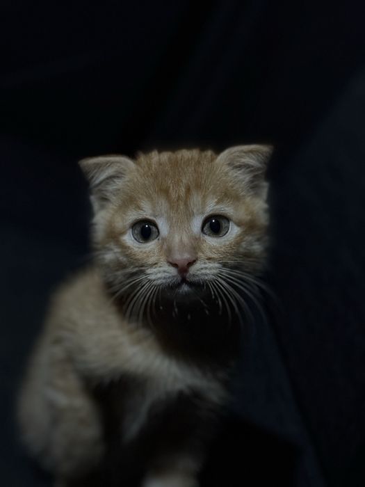 Котенок бесплатно