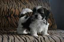 Shih tzu de calitate