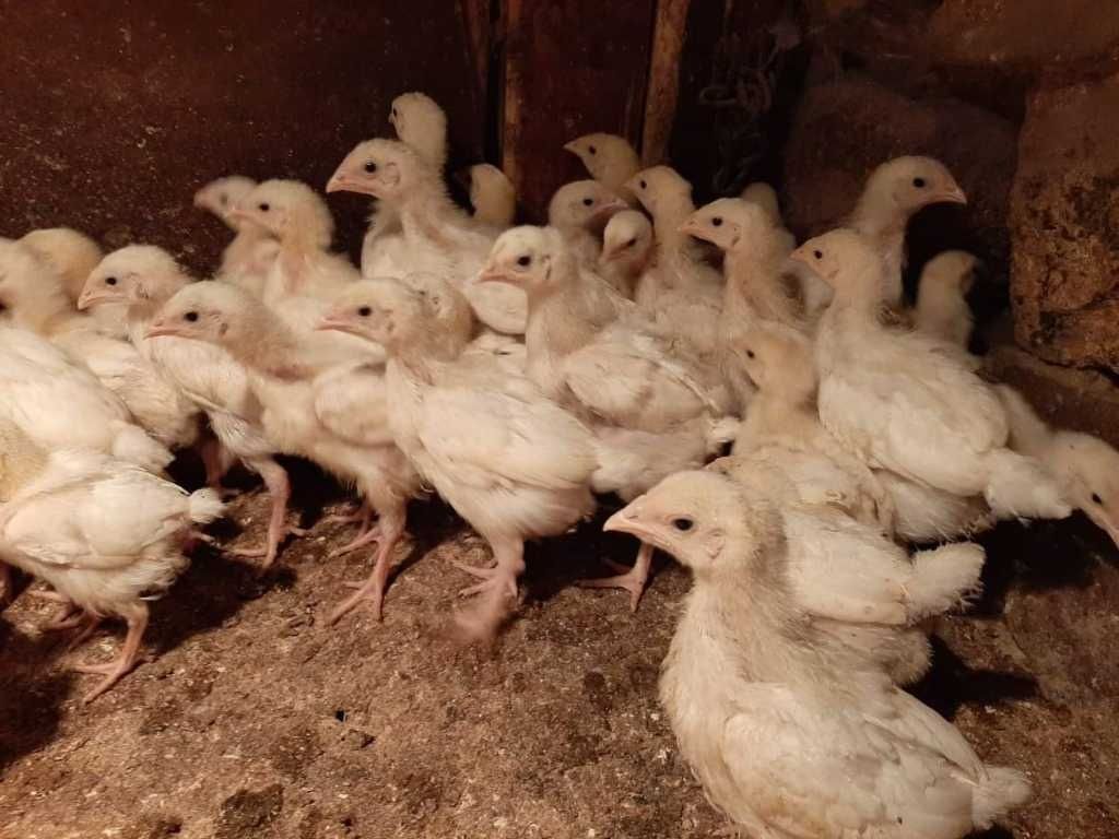 Продавам пилета бройлери