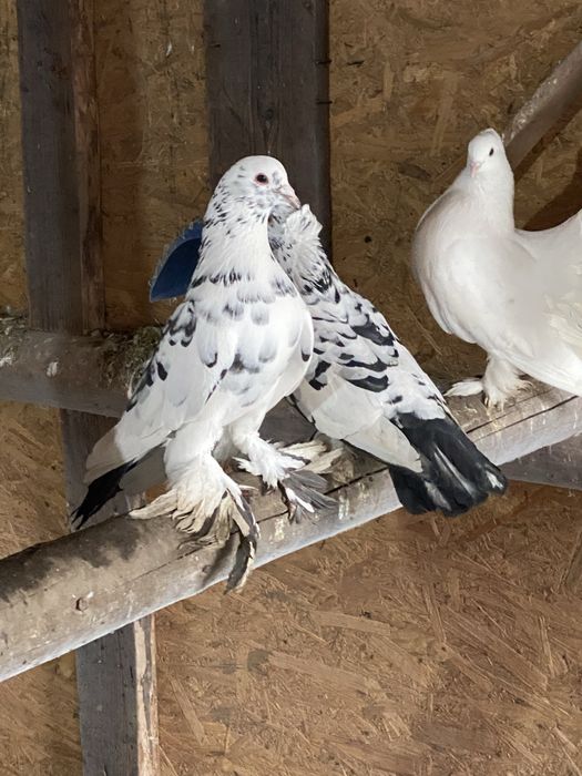 Vand porumbei pave, indieni, galateni, incaltati