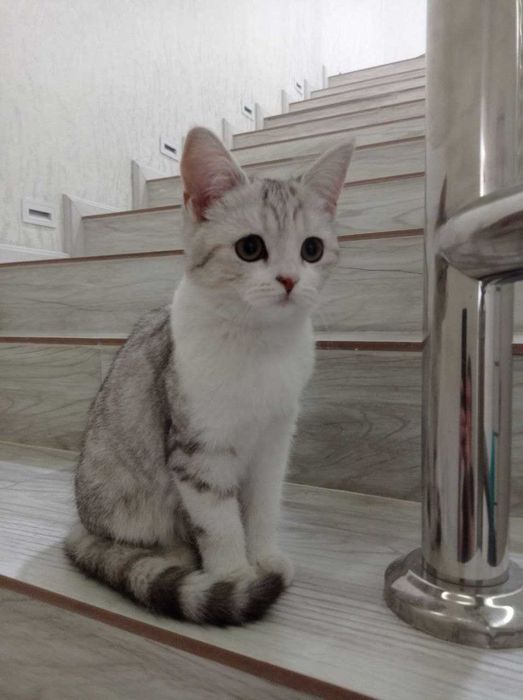 Zotli mushuk sotiladi