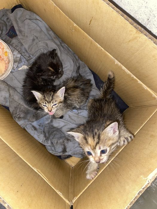 отдам котят бесплатно