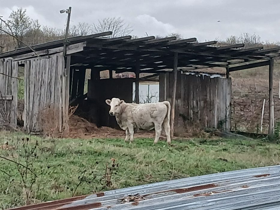 Vând vaca cu vițea preț negociabil