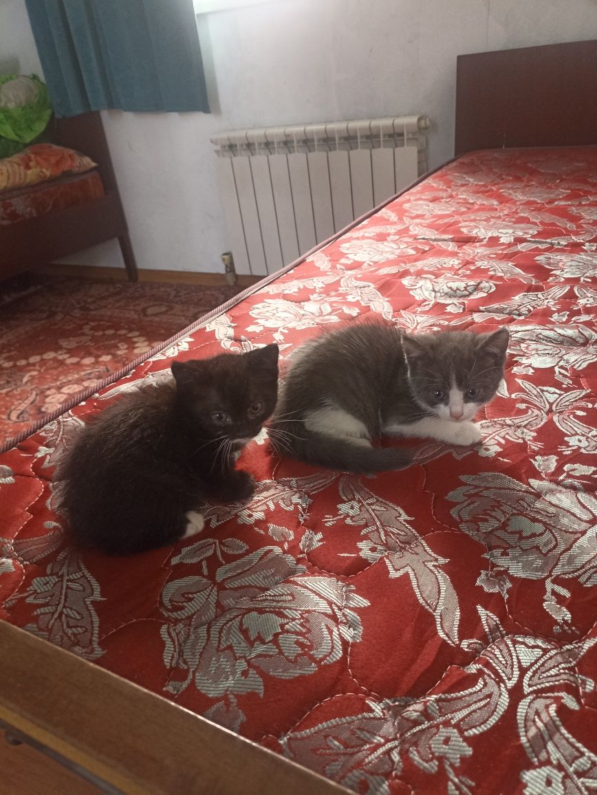 Котята Дарью карошы рук