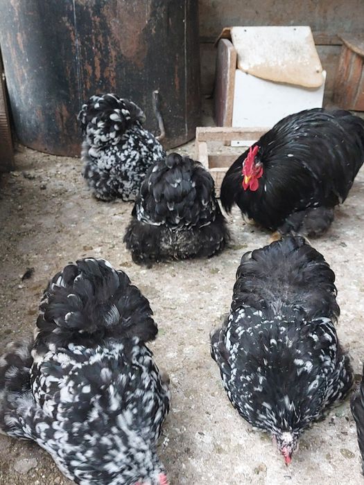 Vand o pereche cochinchina pitic