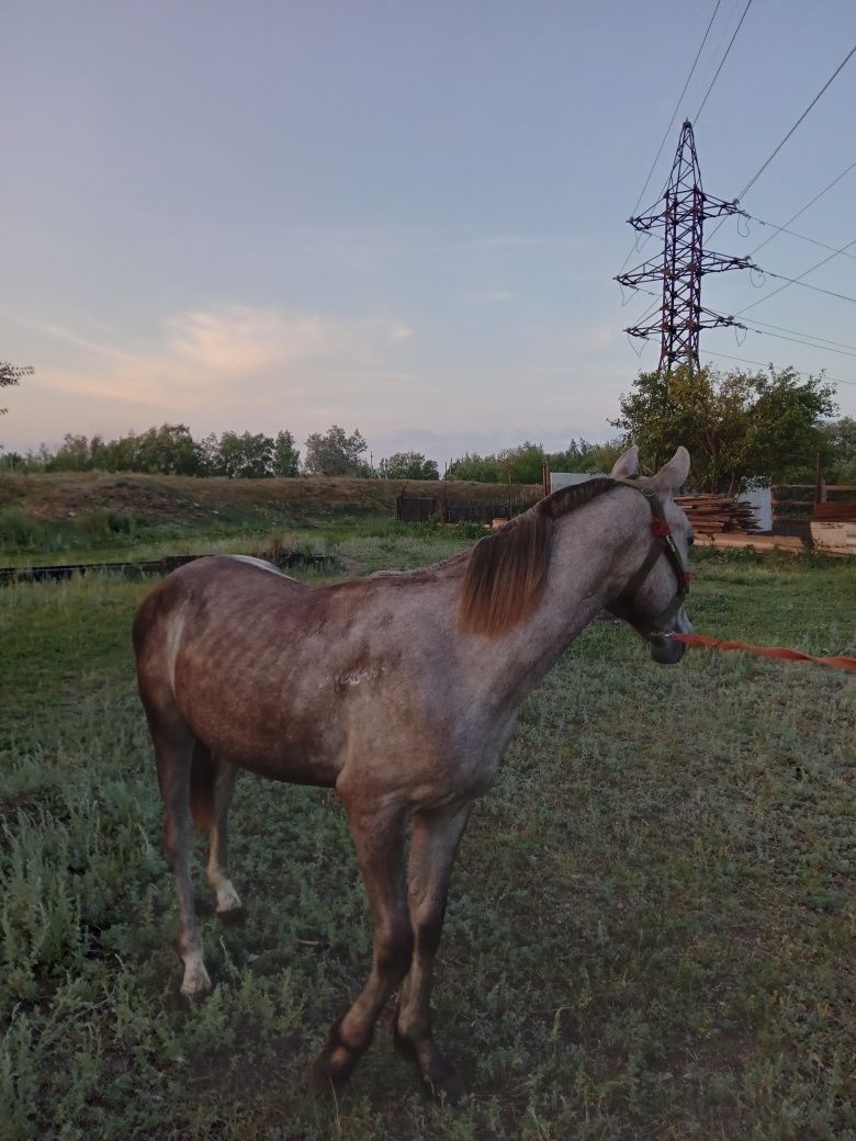 Продам жеребца или обмен