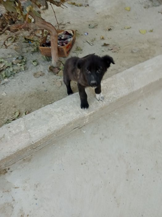 Щенки,маленькой породы,2месяца
