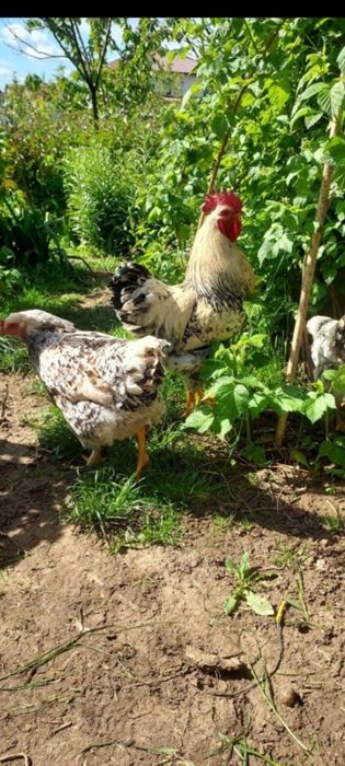 Vând găini Wyandotte și sussex