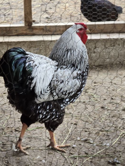 Familie wyandotte vand sau schimb!