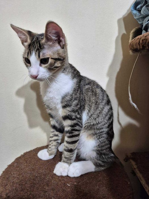 Домашно коте търси си нов дом поради много котки