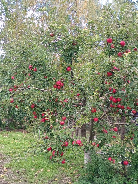 Vând mere producție proprie !