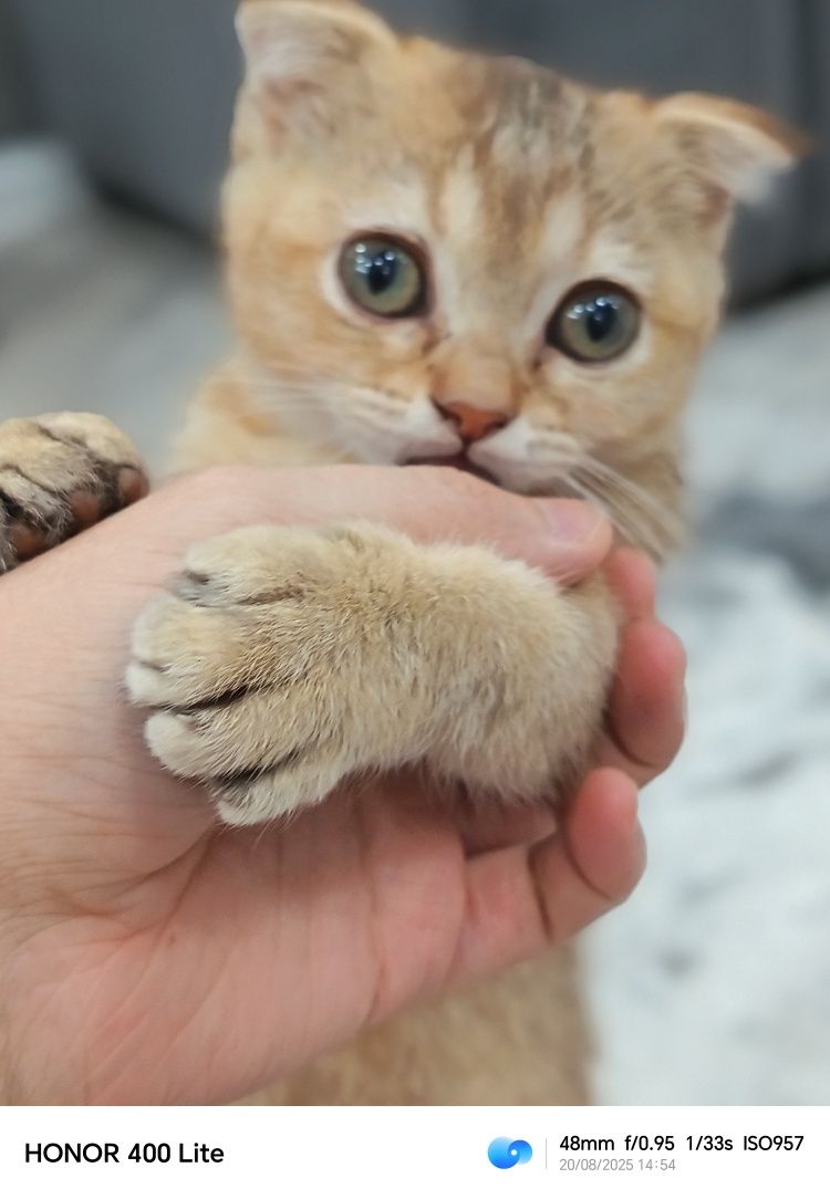 Продаётся котёнок девочка