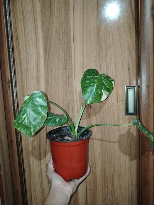 Xona guli Монстеры тайское