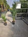 Garden Devis | Plante Ornamentale