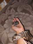 Hamsteri pitici siberiani
