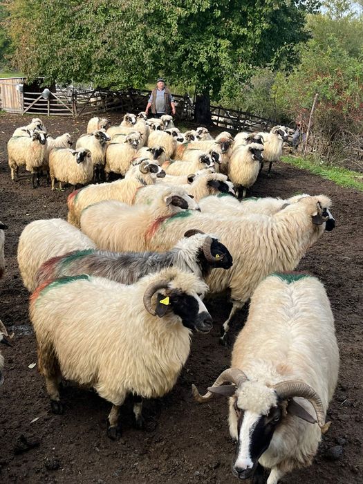 Vând oi de ținut din rasa  brează de Hațeg