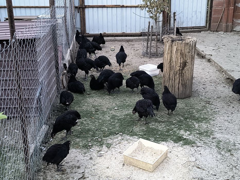 Vând pui australorp