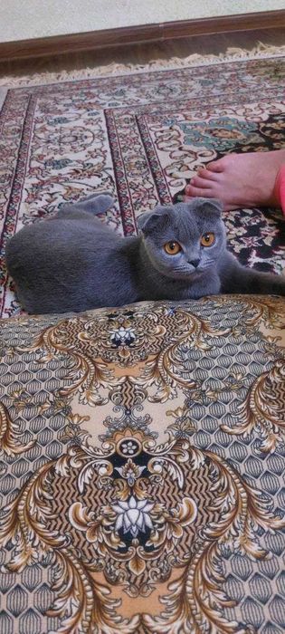 Веслоухая кошка самка