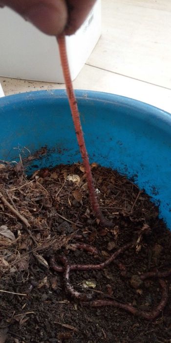 ЗЕМЕН Червей Едър  90лв кг  ,60 лв , Микс , кутийката 3,50 лв