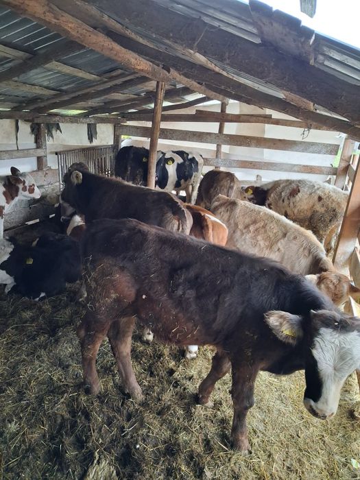 Vând vitei antarcatai