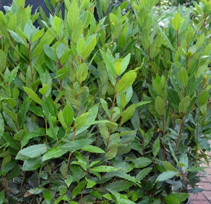 Laurus Nobilis (DAFIN La Ghiveci )