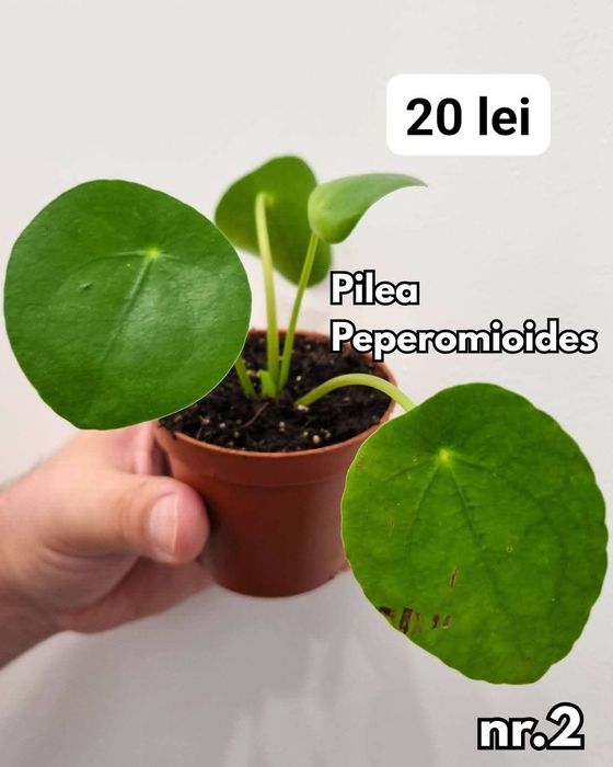 Plante interior, inradacinate Monstera, Pilea, Philodendron & altele