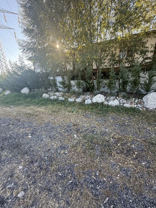 Cupresocyparis leylandi