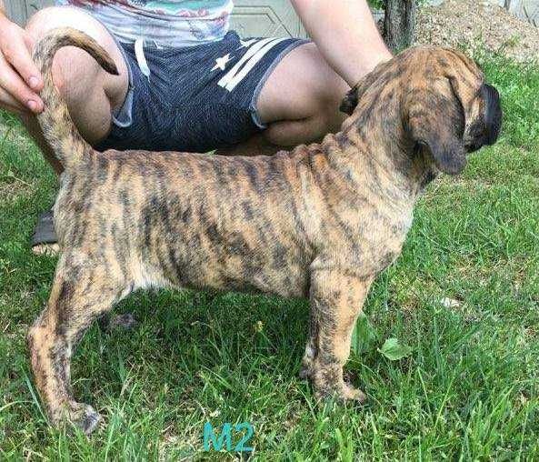 Pui Presa Canario Giurgiu cu acte Canisa Dogo