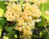 Vând struguri de vin