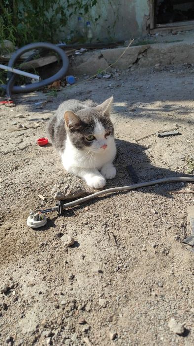 Отдам в хорошие руки