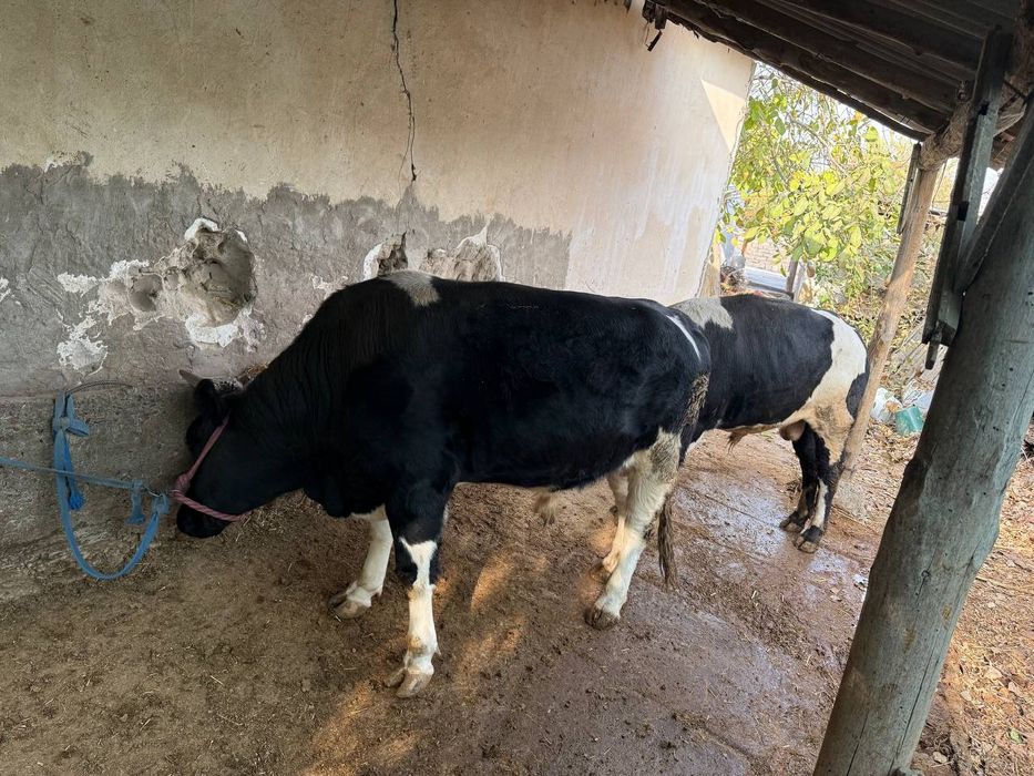 Buqalar sotiladi 2ta ikkalasi 63million yaxshi boqilgan òzimizniki