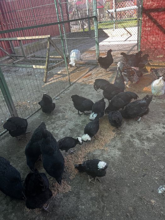 Vând găini australorp /sebright argintiu /potumbei