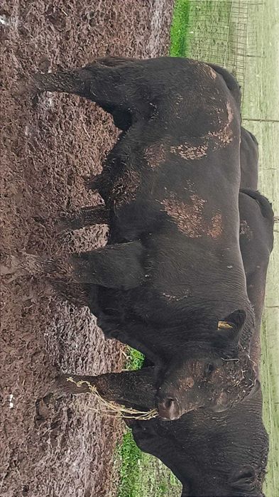 Tauri angus pentru reproducție